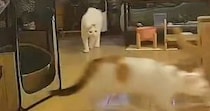 帰宅したら『キッチンが大荒れ』→カメラを確認した結果…猫たちの『まさかの行動』が20万表示「想像以上にドラクエｗ」「るんるんｗ」