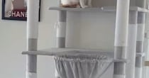 お客さんが来てパニックになった猫→とっさに『隠れた場所』が…まさかの光景に「ちょっと可愛すぎるｗ」「タワーの一部にしか見えないｗ」