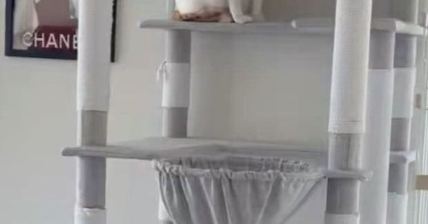 お客さんが来てパニックになった猫→とっさに『隠れた場所』が…まさかの光景に「ちょっと可愛すぎるｗ」「タワーの一部にしか見えないｗ」