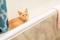 猫が命を落としかねない『超危険な場所』4選　家の中に潜むリスクや事故を防ぐ対策まで