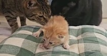 『生まれて間もない子猫』が鳴いていると…1匹の猫が見せた『素敵な行動』に感動の声「母性本能かな」「自分の子じゃないんだ」と２万いいね