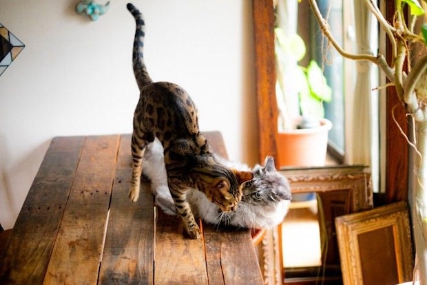 テーブルの上でじゃれ合う猫