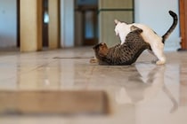 猫たちの『遊びとケンカ』を見分ける方法3つ　放置すると危険なサインや止めるときの注意点