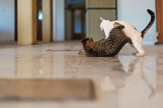 猫たちの『遊びとケンカ』を見分ける方法3つ　放置すると危険なサインや止めるときの注意点