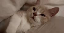 布団の間でくつろぐ子猫→口元が動いたかと思ったら、次の瞬間…『尊すぎる光景』が10万再生「つい見続けちゃうｗ」「ナイスタイミングｗ」