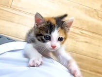 元気いっぱいな保護子猫→ずっと後を追いかけてきて…尊すぎる『微笑ましい光景』に「一生懸命走ってくる」「可愛いストーカー」と反響集まる