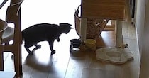 猫がいつも食べているはずの『ごはん』を警戒し始めて…『まさかの展開』に爆笑の声「無事吹いたｗ」「びっくりしてて可愛いｗｗ」