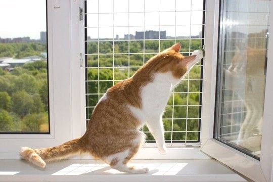 猫との暮らしで避けるべき『危険な換気方法』4選　思わぬトラブルの可能性や安全に行うコツ