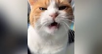 甘えにきた三毛猫→もっと撫でてほしくて…とんでもなく尊い『まさかの行動』が16万再生「なんて羨ましいんだ」「可愛さに耐えられなかった」