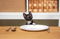 猫からあなたに『頼みごとがある』ときのサイン5つ　要求を見分けるコツや適切な対処法も解説
