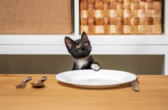 猫からあなたに『頼みごとがある』ときのサイン5つ　要求を見分けるコツや適切な対処法も解説