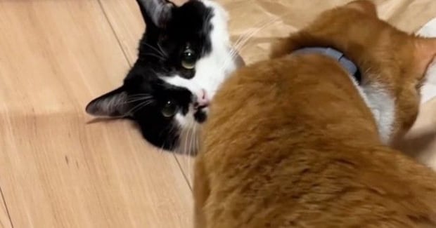 紙袋から顔だけ出していた猫→全く動かなくて…あまりにも『無』な様子に爆笑「覚悟を決めた目に見える」「まばたき忘れてるw」と22万再生