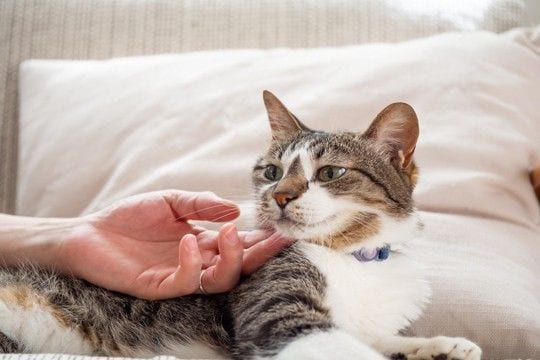 猫を満足させる『スキンシップ』のポイント4つ 喜んでもらうコツや心がけるべきことまで
