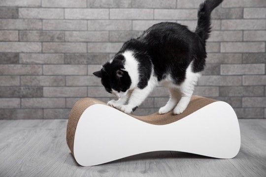 猫が急に『激しい爪研ぎ』をする理由4選 ストレスサインの可能性や対処法も解説