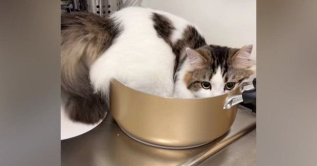 鍋に入っていた猫に『オケツ全部出てる』と伝えた結果…飼い主大爆笑の『まさかの行動』が51万再生「人語理解してるよね」「かわいいw」