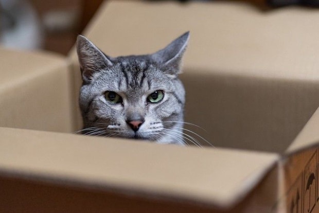 段ボールの中の猫