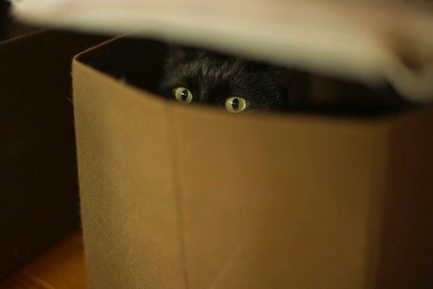 隠れている猫