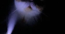加湿器をつけて寝ていると猫がやってきて…飼い主が恐怖を感じた『ホラーな光景』に爆笑の声「怪談話が始まるのかなｗ」「お化け屋敷みたい」