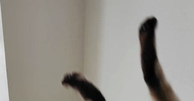 猫の『カッコイイ飛び降りシーン』を撮ったはずが…写っていたのは→『まさかの光景』に1万いいね「犬神家w」「奇跡的なタイミングで笑った」