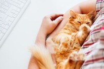 猫が嬉しい！と感じている時の4つの仕草