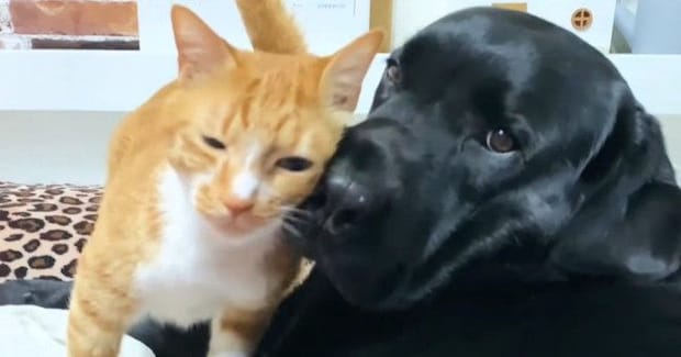 全力で愛情表現をしてくる『愛が重すぎる猫』に大型犬は…微笑ましい『攻防戦の様子』に「しつこさに笑ったw」「好きが止まらないw」と反響