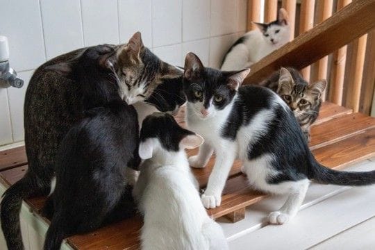 猫を救う『寄付先』を選ぶときのポイント5つ 信頼できる団体の見分け方から支援の方法まで