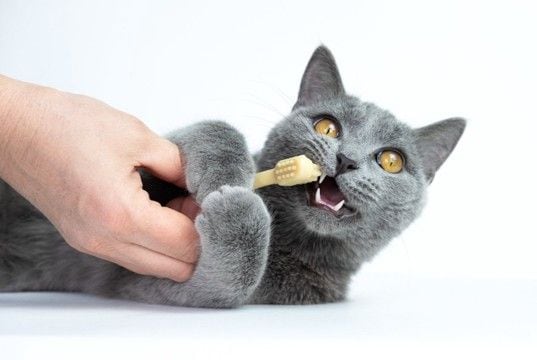 猫の『口腔ケア』が重要な理由3選 怠ると起こりうるリスクやトラブルの予防法