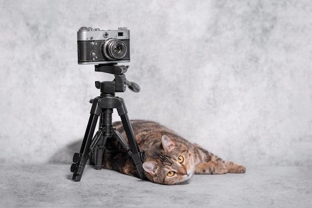 カメラの三脚の下で寝転ぶ猫