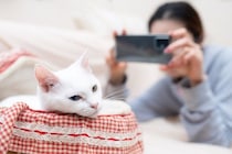 猫に『カメラ』を向けると目をそらす理由5つ　嫌がっているの？上手に撮るコツもご紹介