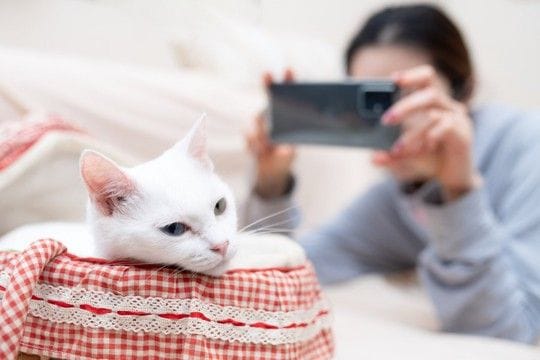 猫に『カメラ』を向けると目をそらす理由5つ　嫌がっているの？上手に撮るコツもご紹介
