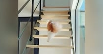 階段を上がって『パパを起こしに行く猫』→部屋の前に到着すると…尊すぎる光景が18万再生「一連の動きがかわいい」「もふもふがたまらない」