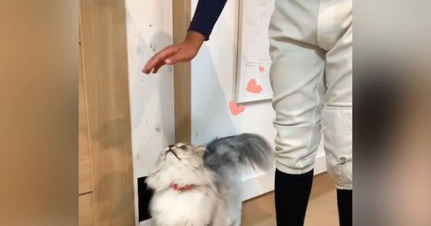 息子のことが大好きな猫→頭上に手を出されると…とんでもなく尊い『まさかの行動』に悶絶の声続出「デレデレだねｗ」「た、たまらん」