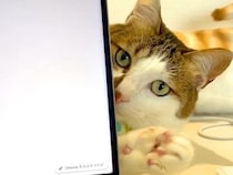 パソコンで作業中、猫が気を引こうとして…思わず許してしまう『妨害行為』が29万再生「ギリギリを分かってて攻める」「一緒にいたいんだよね」