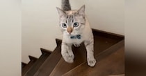 2匹の猫が『階段の上り下り』をすると…『個性あふれる様子』が可愛すぎると123万再生「左右に揺れるお腹ｗ」「ウサギ跳び凄いｗ」と話題
