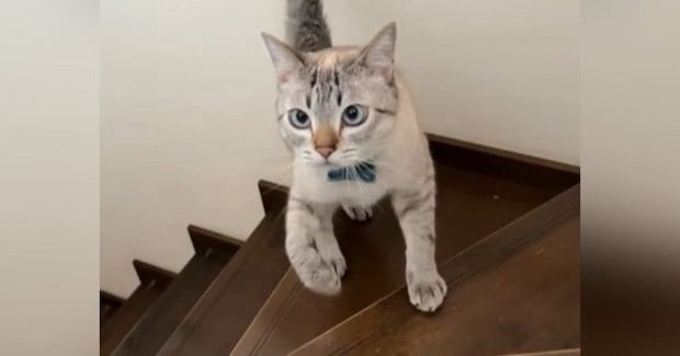 2匹の猫が『階段の上り下り』をすると…『個性あふれる様子』が可愛すぎると123万再生「左右に揺れるお腹ｗ」「ウサギ跳び凄いｗ」と話題