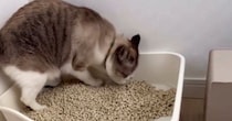 トイレを使っていた猫→終わった後の行動を見ていると…思わずツッコミたくなる光景が11万表示「わかるわかるｗ」「触りたくないのかなｗ」