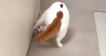 ３連続で前転を披露する猫…あまりにも『綺麗な動き』がスゴすぎるとSNSで反響「おもしろかっこいい」「笑いが止まらないｗ」「身体能力高い」