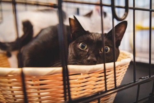 猫を飼うのに『ケージ』は必要なの？　5つの良い点・悪い点から上手な活用法までご紹介