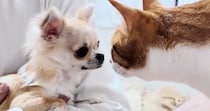 先住猫たちが『新入りの子犬』を初めて見たときのリアクション…とんでもなく優しい『初対面の様子』に反響「驚いた」「適応力がすごい」