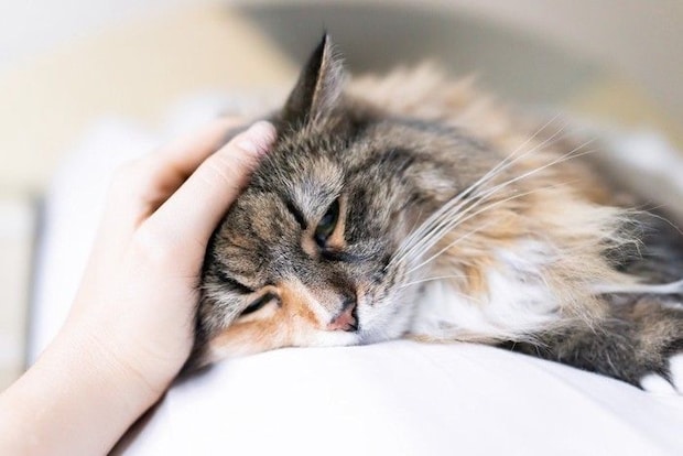 猫の頭を撫でる人の手