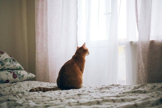 窓の外を見ている猫