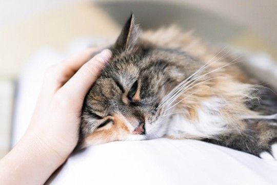 猫の『心が弱っている』ときに表れるサイン3つ　放置してはいけない理由や取るべき対処法