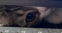パソコンで勉強をしていると、猫が…いろいろな角度から見てくる『可愛すぎる光景』に３万いいね「勉強どころやないｗ」「集中できないｗ」