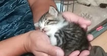 予断を許さない状態だった『ボロボロの保護子猫』→お世話を続けた結果…現在の『まさかの光景』が43万再生「めっちゃ立派ｗ」「貫禄たっぷり」