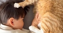 一緒に昼寝をしていた『猫と子ども』がお互いに…ニヤニヤが止まらない『尊すぎる光景』が74万再生「なんちゅう幸せな」「お互いに優しいね」