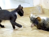 保護して１ヶ月の子猫→先住猫と交流させると…『愛を感じる対応』にほっこりする人が続出「本当に素敵な光景」「頼もしくて優しい」と絶賛