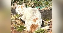 『ガリガリでボサボサだった野良猫』を保護→愛情を注いだ結果…別猫のような『現在の様子』に「もう泣きそう」「愛は偉大だね」と２万いいね