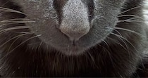 飼い主が出かけるのを『阻止したい黒猫』→お腹の上に乗ってきて…可愛すぎる『表情』に「むっちゃ狙ってはる」「動けないね」と反響