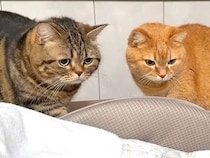 2匹の猫が『赤ちゃんと初めて会った日』…気になって仕方がない様子が尊すぎると24万再生「癒されたｗ」「早く仲良くなれるといいね」