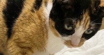猫が足を踏んでくるのは、“偶然”ではなかった…思わず『ニヤけちゃう瞬間』に14万いいねの反響「知ってたｗｗ」「ご褒美でしかないのよ」